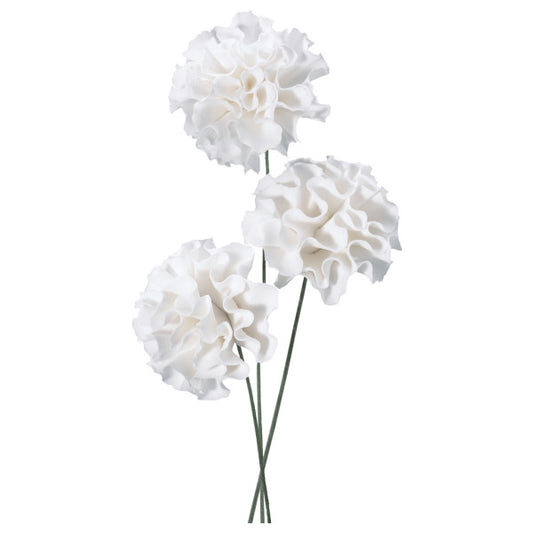 White Carnation